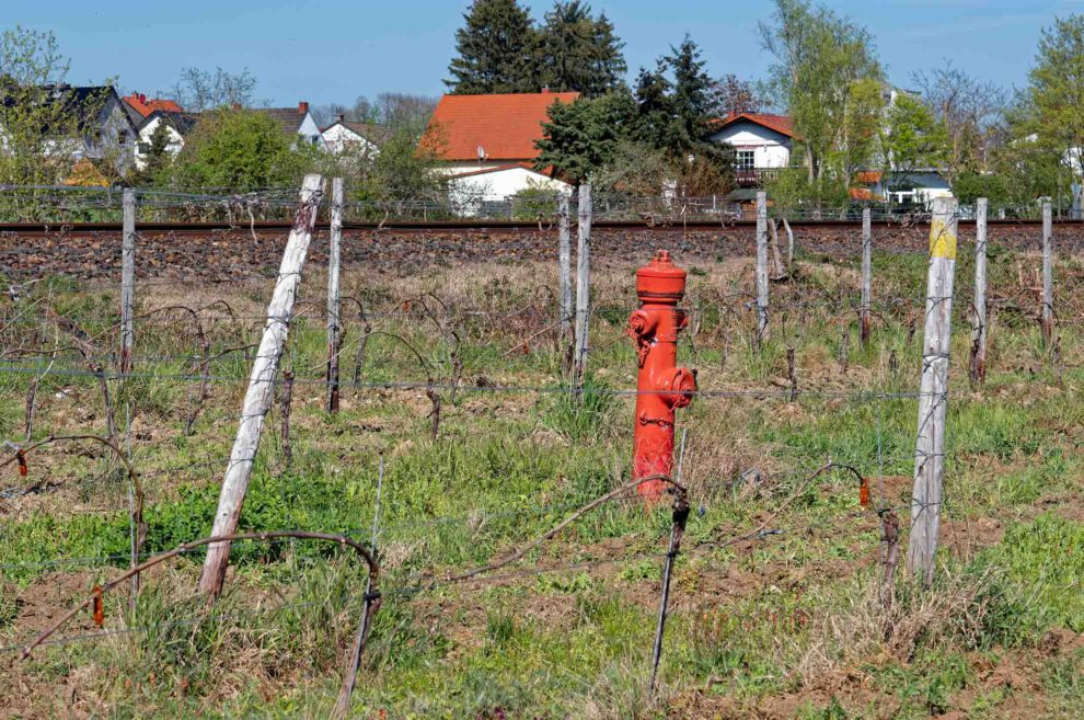 Im Kampf gegen den Weinbrand