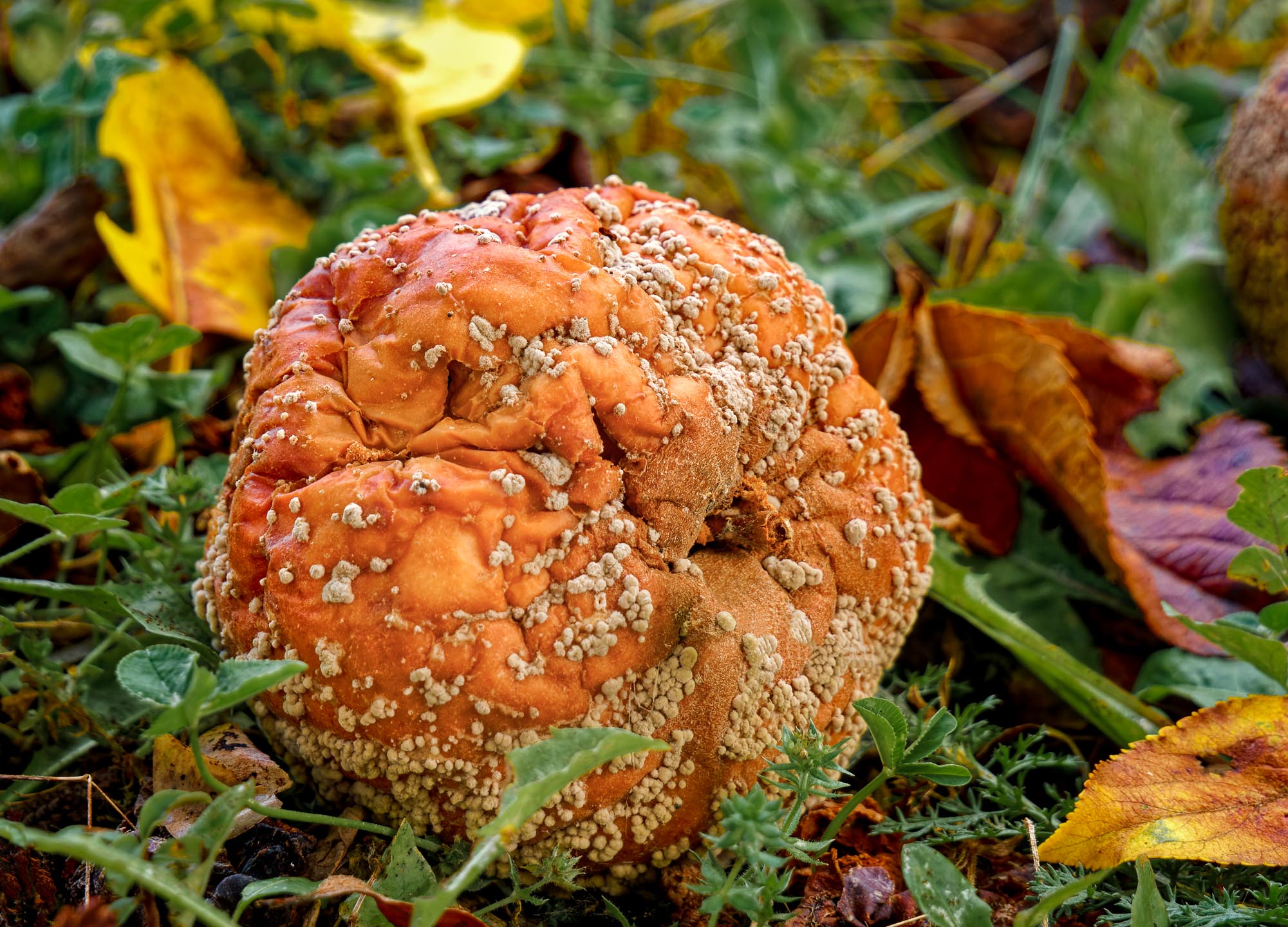 Goldener Oktober – (Foodporn)