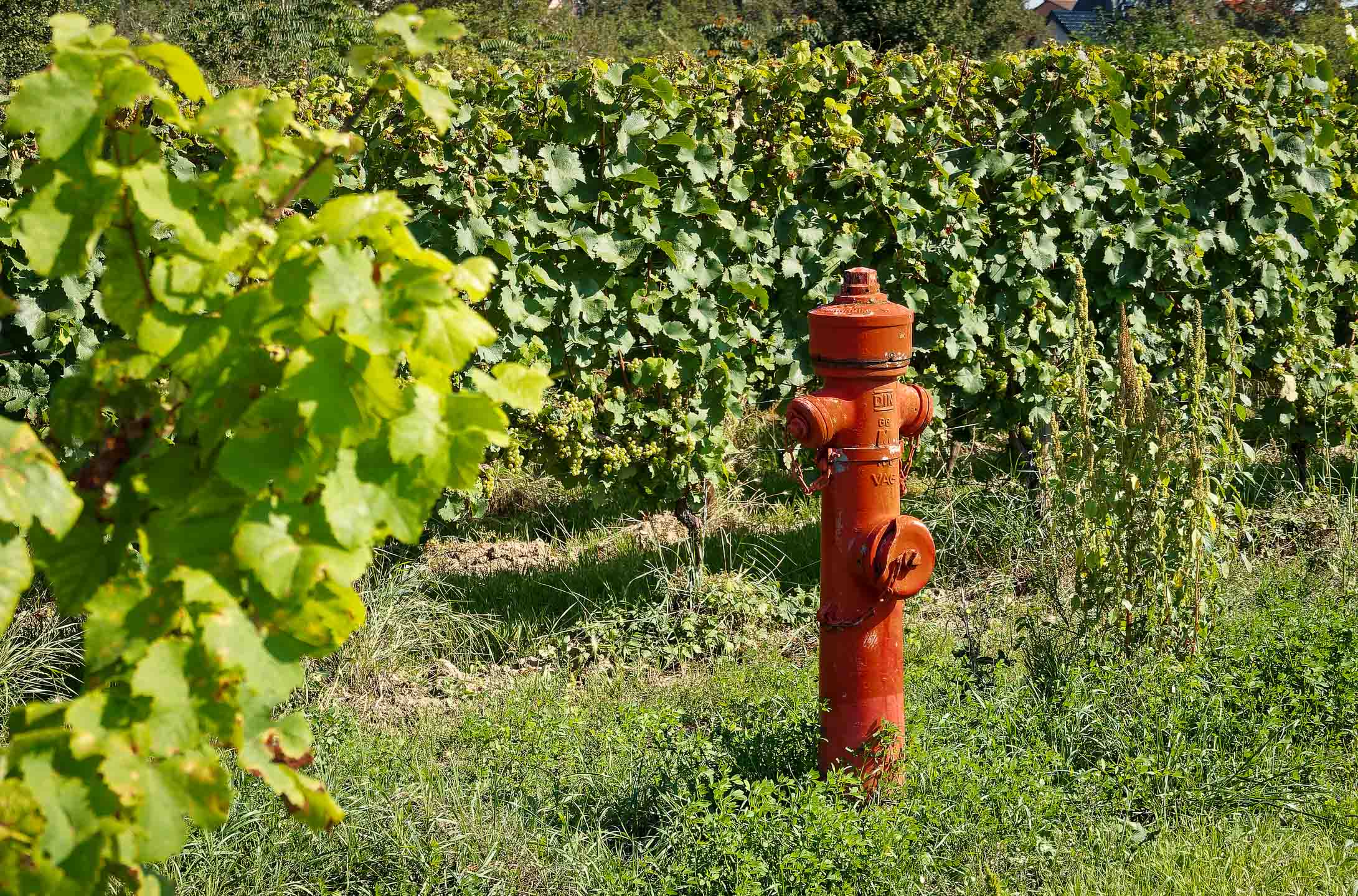 Im ständigen Kampf mit dem Weinbrand